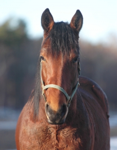 Vår etthundrade häst, födelsedagshingsten Alittlebitlater. Foto; A.Lindblom/Travkompaniet
